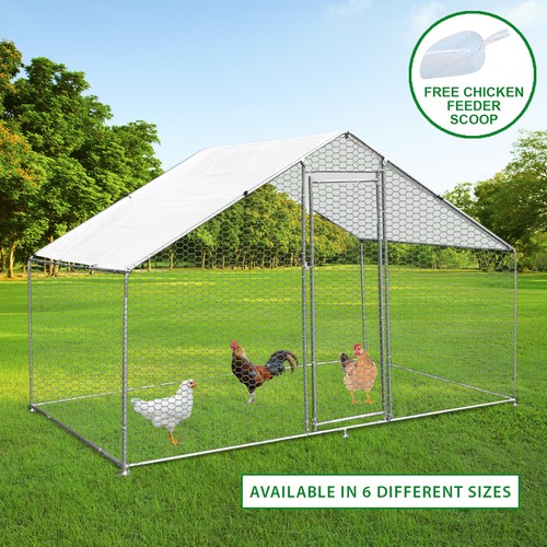 Chicken run walk animal pen - chicken, in